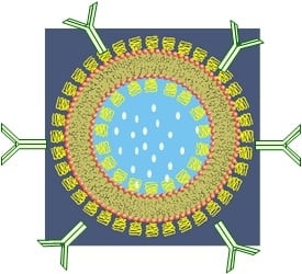 3rd-generation-liposome