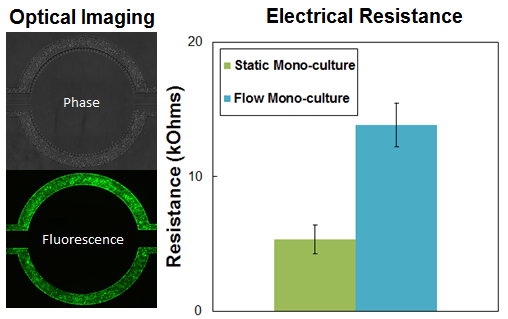 bbb-mono-culture