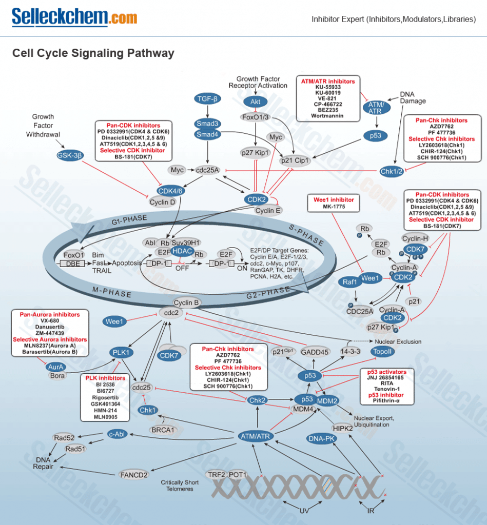cell-cycle-signaling-pathway-large