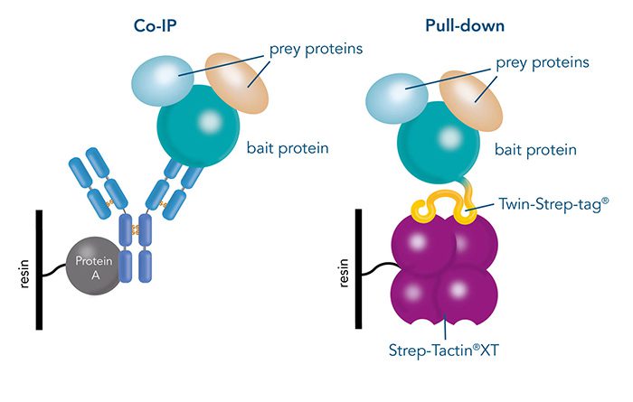 Co-IP_vs_Pull-down_1920x1920