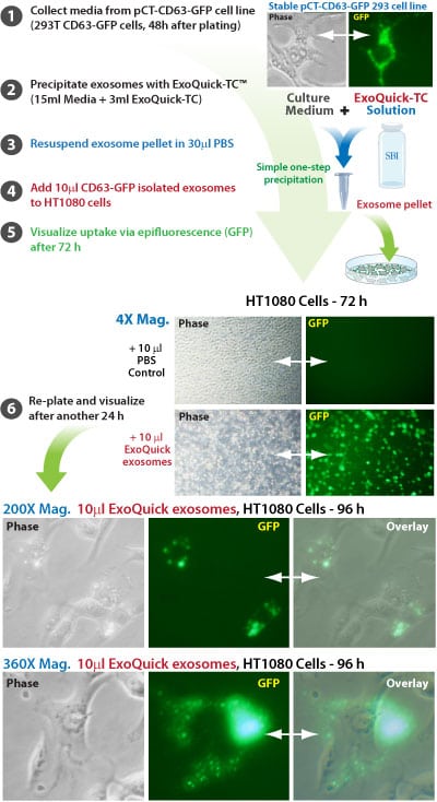 cyto_exo_transfer_ht1080