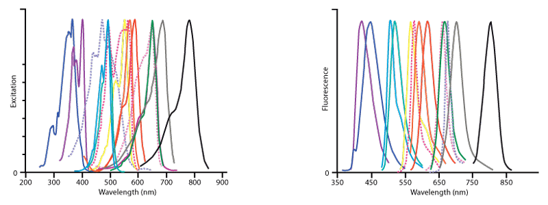 excitation-fluorescence-combined