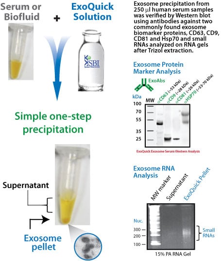 exosomes_graphic2