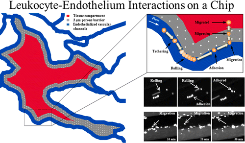 leukocyte-endothelium