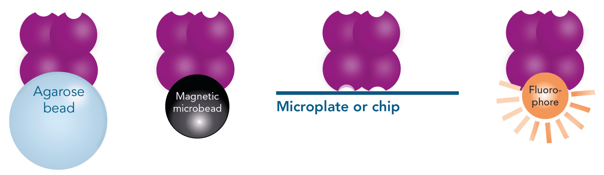 Strep-tactinxt-conjugates_1920x1920