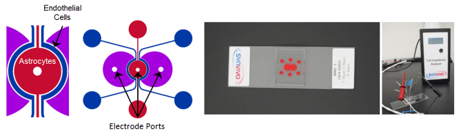 synvivo-bbb-imn2-z