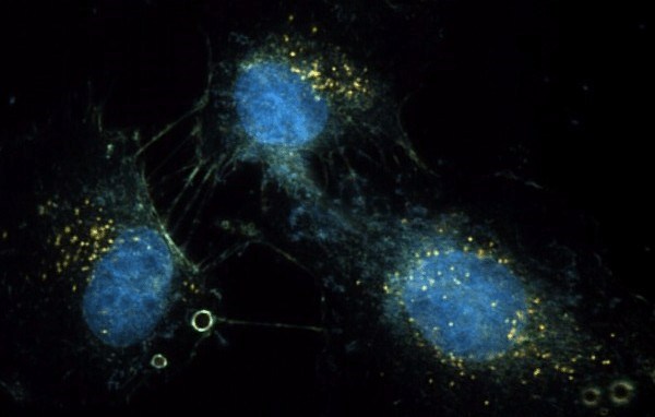 synvivo-for-cytoviva1