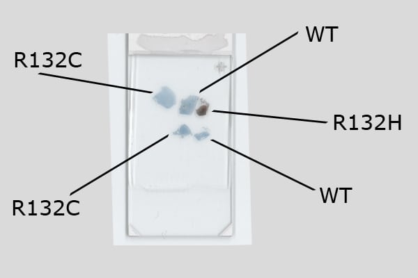 tissue_array