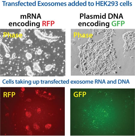 exos-mrna-plasmid-dna-on-cells