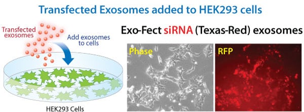 exos-sirna-on-cells-graphic