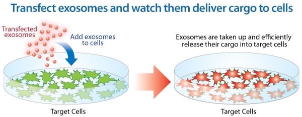 exosomes-deliver-to-cells