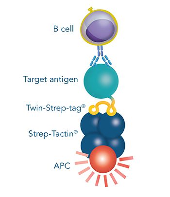 facs-antigen_800x800