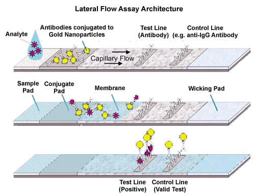 lateral_flow_assay