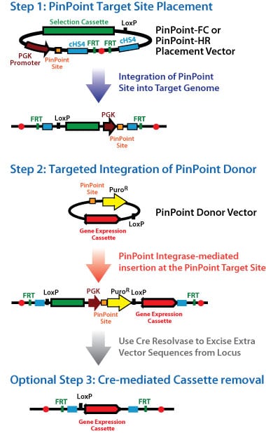 pinpoint-process-steps