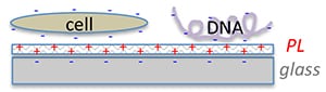 polylysine_coating