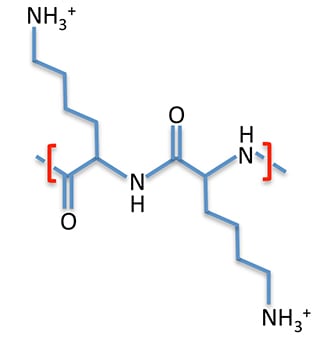 polylysine_molecule