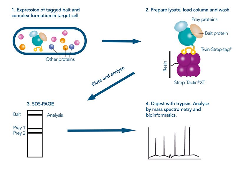 pull-down-assay - 2024_1920x1920