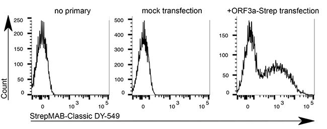 streb-mab-classic-dy549