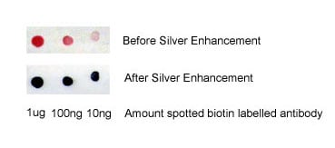 streptavidin-gold-conjugate-dot-blot-1