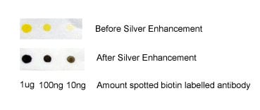 streptavidin-silver-conjugate-dot-blot