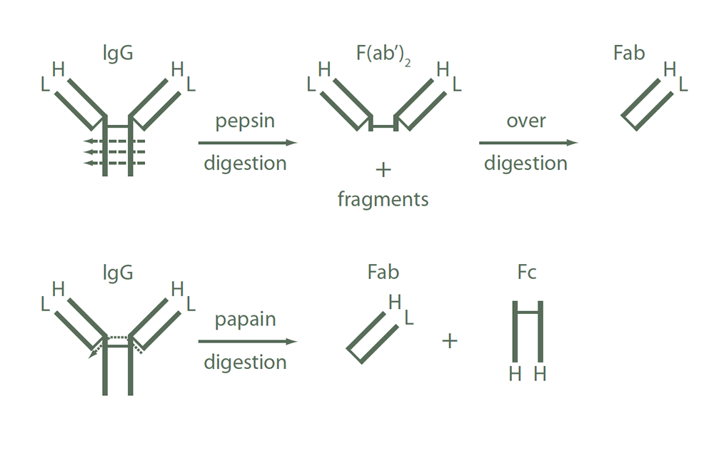 tech-info-fig1