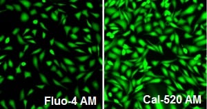 fig-2-cal-520