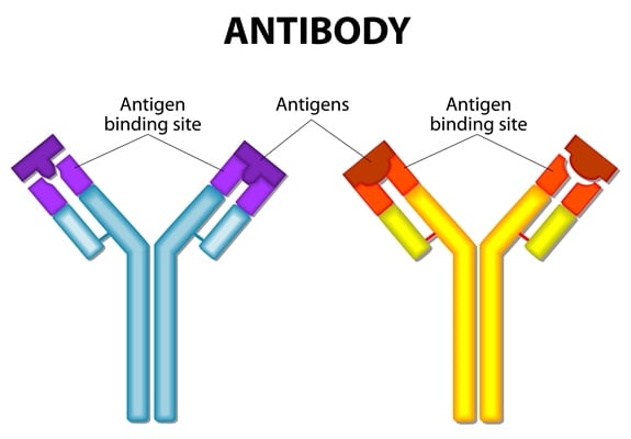 antibody layout and setup