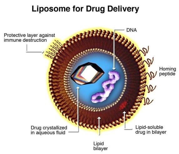 lipids