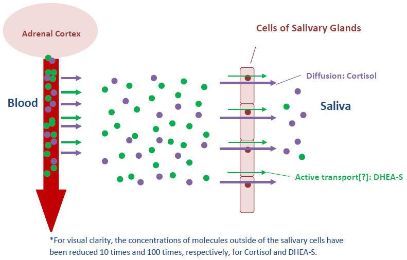 salimetrics