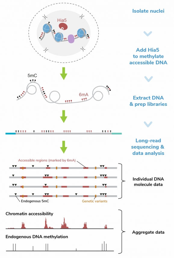 Fiber-seq-workflow-graphic-scaled-raw5gwubohs2zr2pyusvgzxpudn9e8ytfzdw9pclps - Epicypher