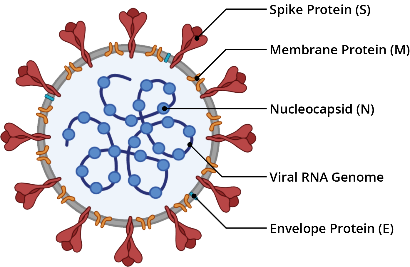 Строение коронавируса SARS-cov-2. Коронавирус структура SARS-cov-2. Структура вируса SARS cov. Антигенная структура SARS-cov-2. Ковид 2 вирус