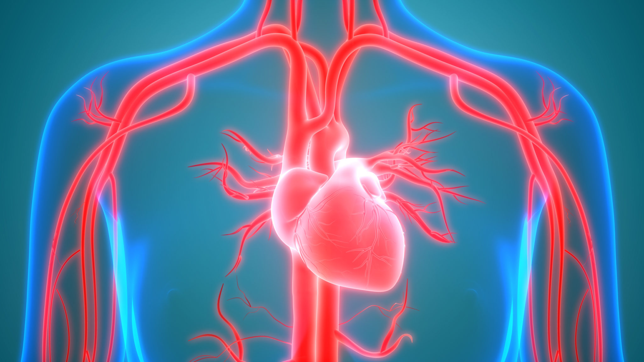 Cardiovascular Biology - Stratech