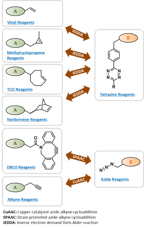 Expanding the Scope of RNA Metabolic Labeling with Vinyl Nucleosides and  Inverse Electron-Demand Diels–Alder Chemistry