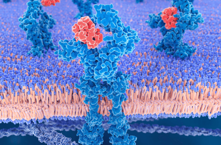 Cytokine-Receptor-Assays