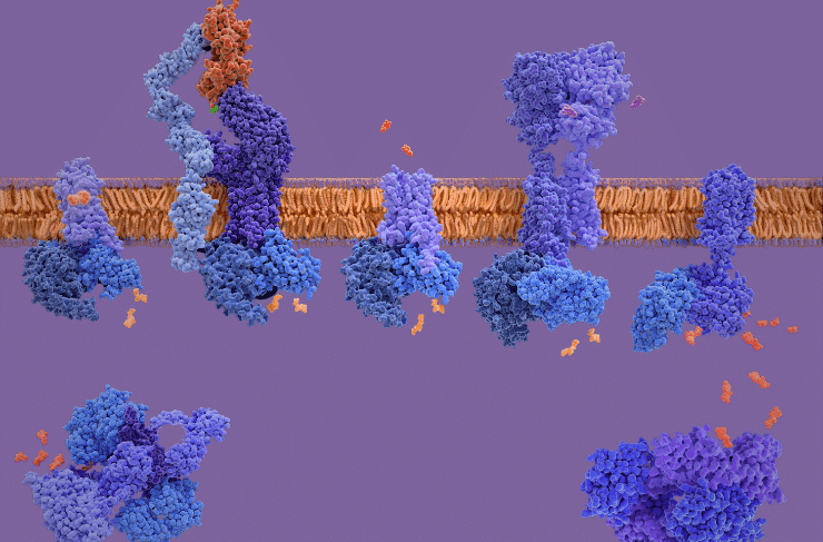 GPCR-Assays2-3