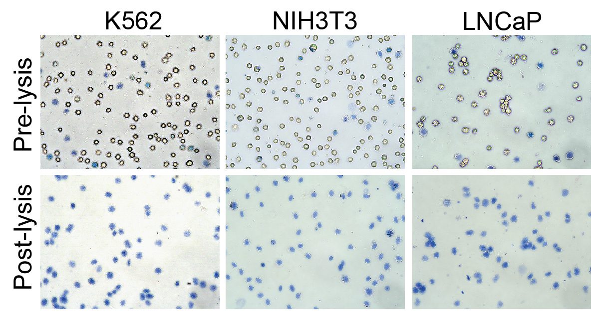 21-1026-23249001-01-Figure-1