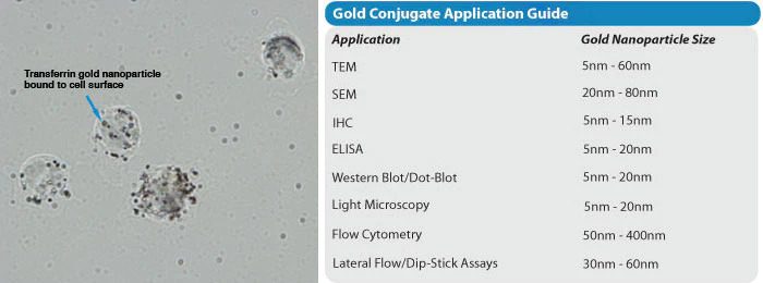 gold-conjugates-application
