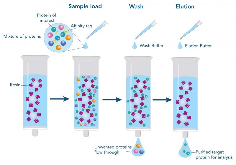 protein purification affinity chromotography_800x800