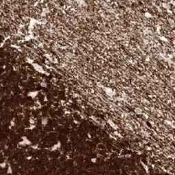 Genetex Normal Cerebellum 2