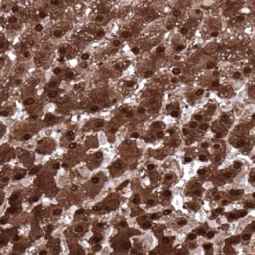 Genetex Normal Liver 1