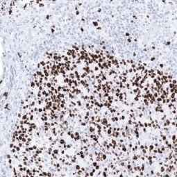 Genetex Normal Tonsil 3