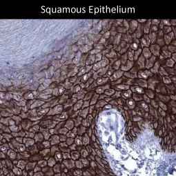 Genetex Skin and Skin Cancers 3