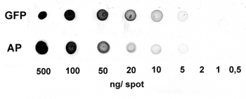 DOT_AP_G_HRP-fb479678