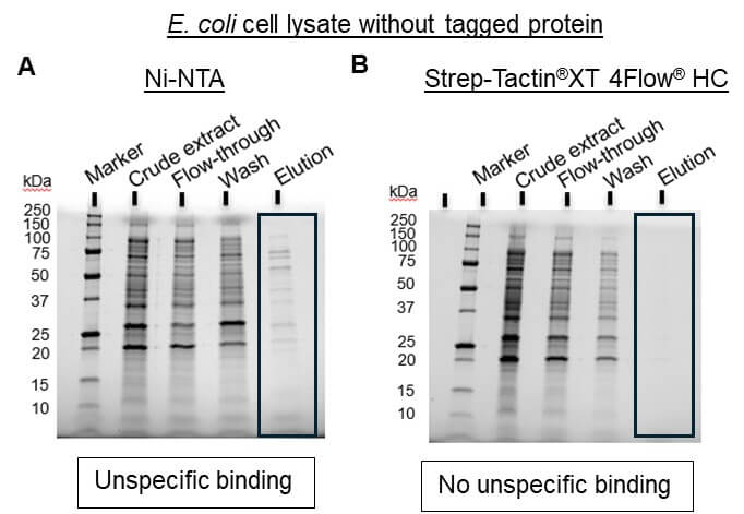 Figure 3-NiNTA_non-specific-binding_unspecific_contaminants_E-coli-lysate_His-residues_His-proteins_1920x1920
