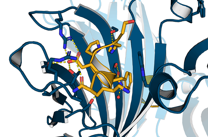 Tactin+ Strep-tag-peptid_detail_web_1920x1920
