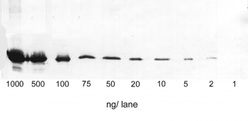 WB_ST_AP_GFP Kopie-7d34bf98