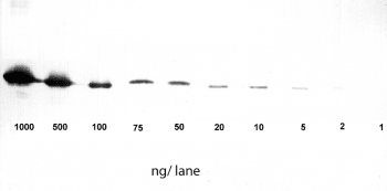 WB_ST_HRP_GFP Kopie-2947f881