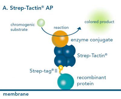Western blot- AP_400x400