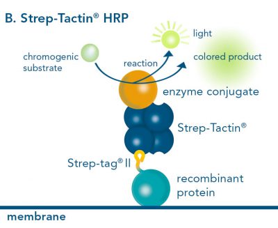 Western blot - HRP_400x400