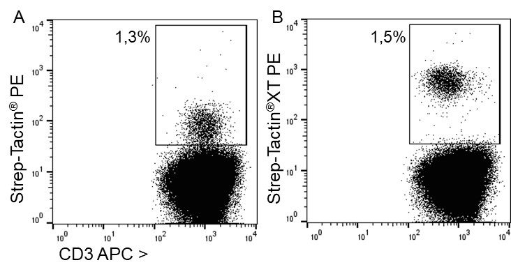 indirect-staining-mhc_1920x1920